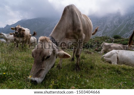 Cow eating grass on dolomites in Italy, wide angle picture perfect for advertising.