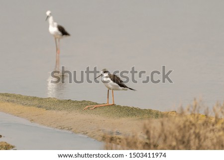 Black-winged stilt sitting leg bend on wet land