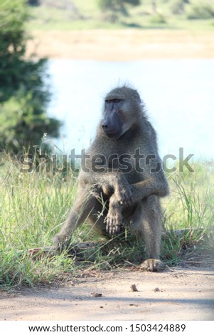Lazy Baboon Sitting in the Sun in Kruger National Park