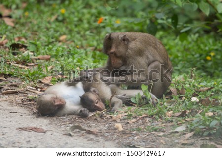 Sacred Monkey Forest Sanctuary, monkeys with a baby preening each other
