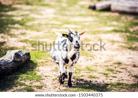 Goat portrait  on a farm in the village