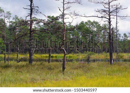 Bare trees in the middle of the bog
