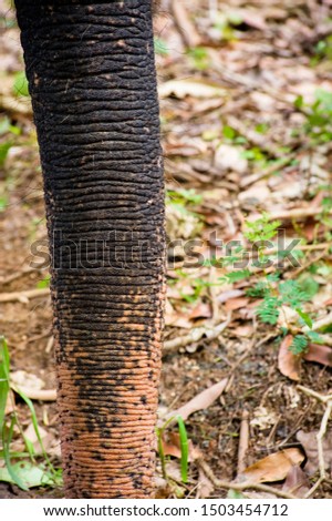 Close up of the Thai elephant's trunk