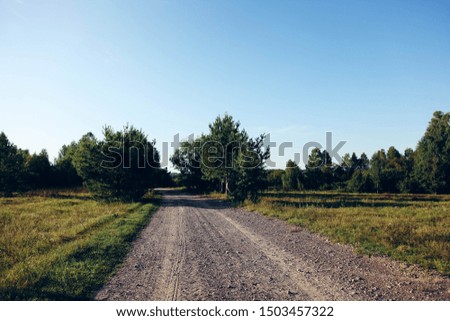 Path leading to forest on sunny summer day. Nature. Landscape. Copy space.