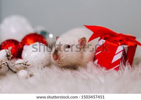 A mouse with a gift. A white rat with red eyes sits on a fluffy carpet among Christmas decorations. New Years decor