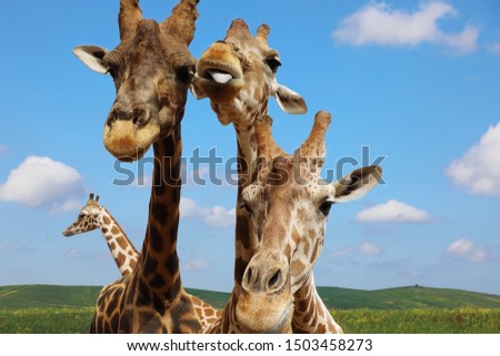 Portrait of giraffes against the blue sky. Wildlife scene with animal. 
