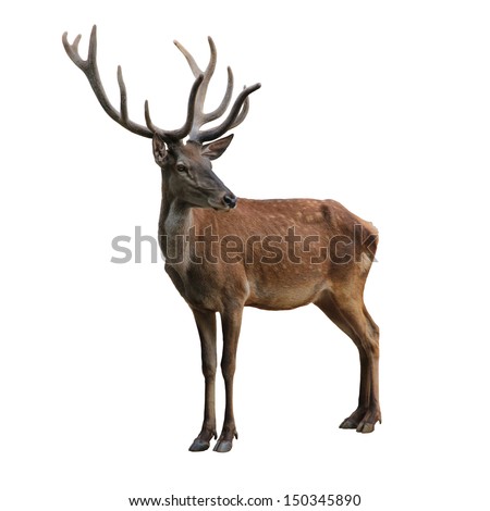 Cute deer isolated on white Royalty-Free Stock Photo #150345890