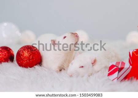 Two white rats with red eyes are sitting on a fluffy carpet among Christmas decorations. New Year's decor. Loving couple of mice meets Christmas