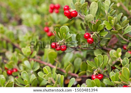 Close-up of a common bearberry (arctostaphylos uva-ursi). A bearberry branch with red berries. Season: Summer 2019. Location: Western Siberian taiga. Royalty-Free Stock Photo #1503481394
