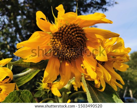 Bright yellow sunflower flowers against blue sky and green meadow. Close-up photo.
