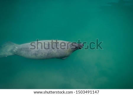 Manatee swimming underwater near Boca Chita Key in Biscayne National Park