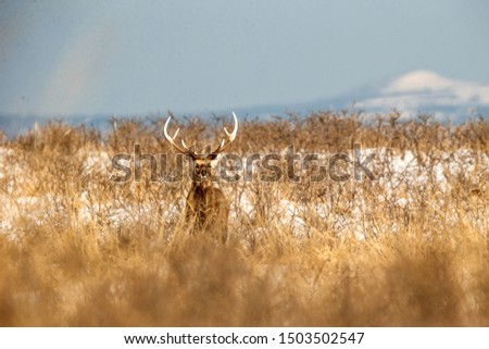 Sika deer (Cervus nippon yesoensis) on snowy landscape, mountains covered by snow in background, animal with antlers in the nature habitat, winter scene from Hokkaido, Japan. exotic adventure in Asia