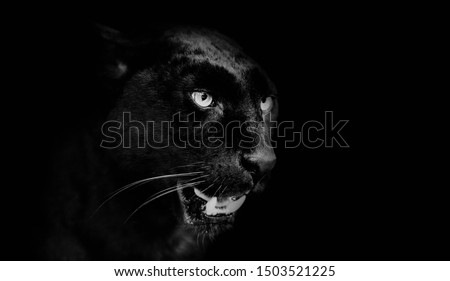 Black panther portrait. Animal world