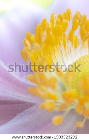 A beautiful closeup image of the stamen of a violet flower.