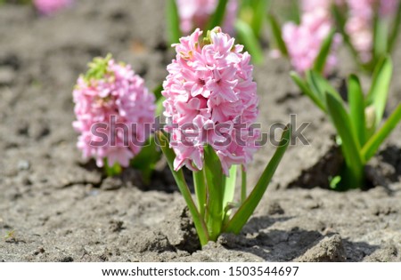 Beautiful spring flowers hyacinths on a sunny warm day blooming in a city flowerbed