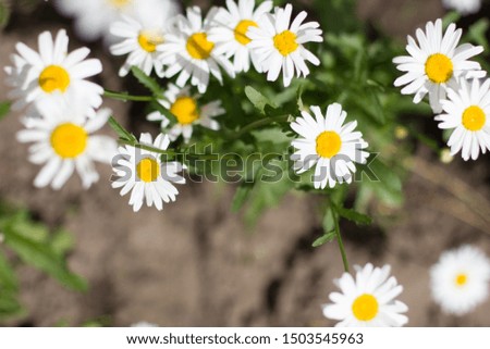 White chamomile and chrysanthemum in the garden.
