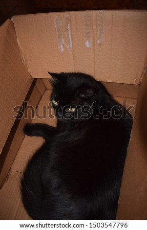 Cute female black cat inside a cardboard box