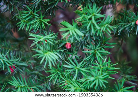 Yew with red berries.  A great color combo of red and green.