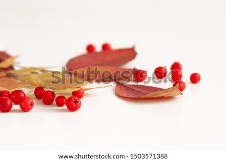 Autumn leaves and rowan berries. Autumn background