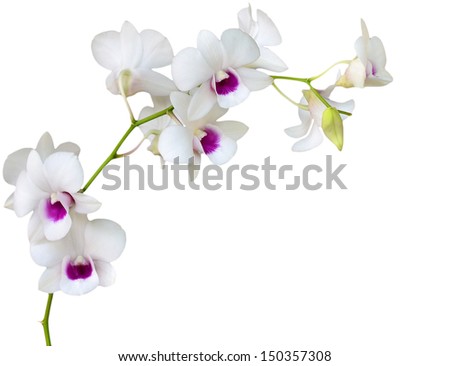 White orchid on white  blackbackground  Royalty-Free Stock Photo #150357308