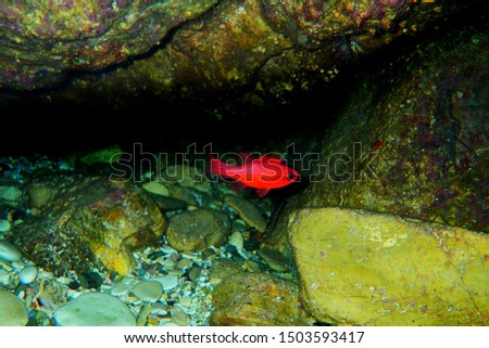 
Apogon imberbis - Mediterranean Cardinalfish, King of the Mullets