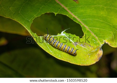 monarch butterfly caterpillar on a green leaf with a partially eaten leaf  Royalty-Free Stock Photo #1503598520