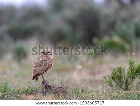 A burrowing owl stands in the rain on the edge of it's burrow, watching for danger.