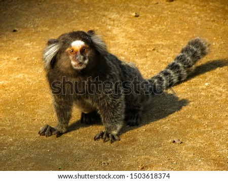 Little monkey in the garden. A sunny day. Marmoset.
