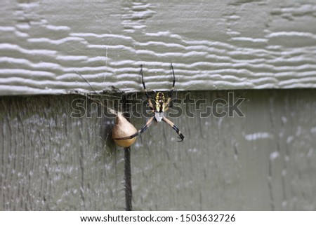 An Argiope aurantia spider hanging next to its egg sack. 1987