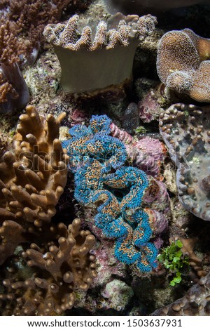 A beautiful giant clam, Tridacna maxima, grows on a coral reef in Raja Ampat, Indonesia. This equatorial region is possibly the center for marine biodiversity.