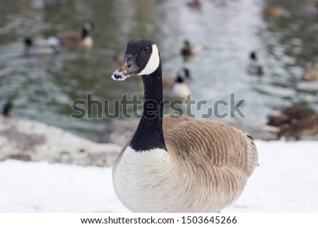 Canadian Goose in Snow Winter