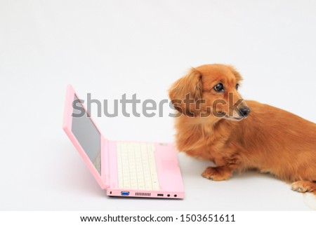 Miniature dachshund seeking help with computer operation