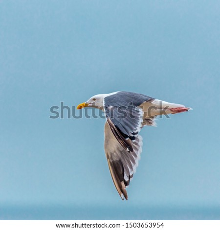 A flying seagull with blue sky as background