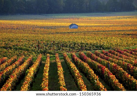 vineyards near Savigny-les-Beaune, Burgundy Royalty-Free Stock Photo #150365936