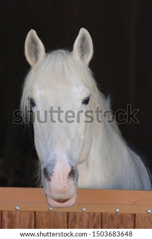 Berber stallion in stable, head portrait