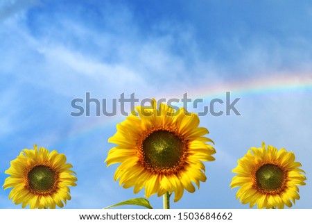 
Sunflower with rainbow blurred Ideas for using backdrop
