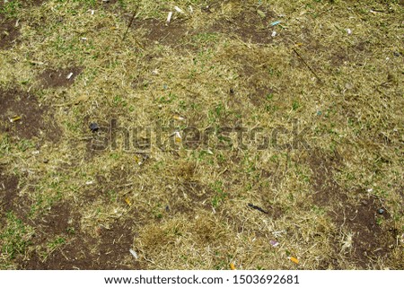 green grass texture as a background, top view, horizontal