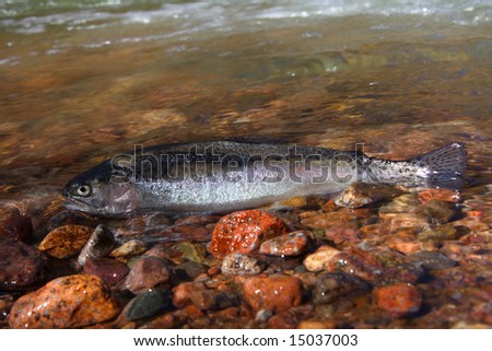 Royal trout on stones