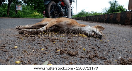 street dog accident on road, death concept isolated image 