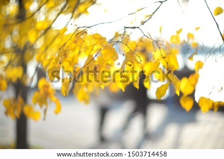 
yellow autumn leaves on a blurry background