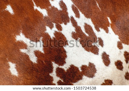 Abstract background of the cow skin 