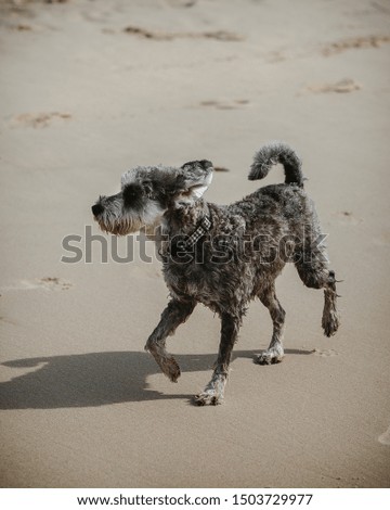 Dog runnings around at beach