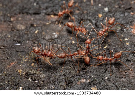 Red ant with rice On a wooden plate