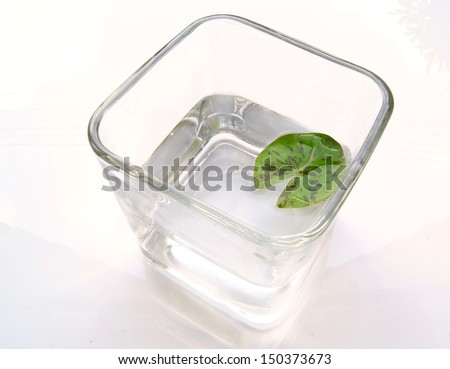 Lotus leaf in glass jar