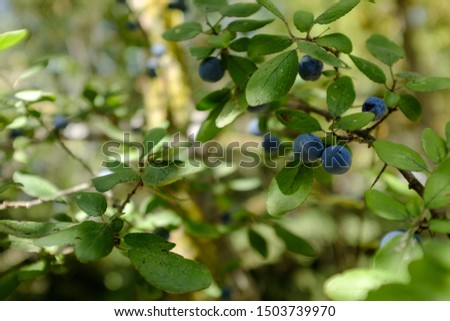 Blue wild berries on a green plant close up still