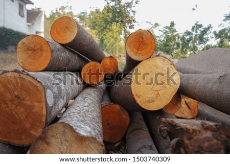 composition and texture of tree trunks after felling