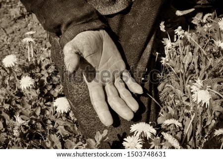 Countryside. A man stands on a green pasture, shows his palm. A dirty peasant's palm is photographed in the frame. Photographed in Ukraine. Kiev region. Black and white photo, sepia