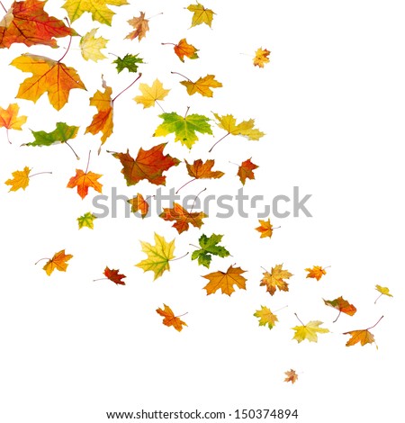Maple autumn falling leaves, isolated on white background.