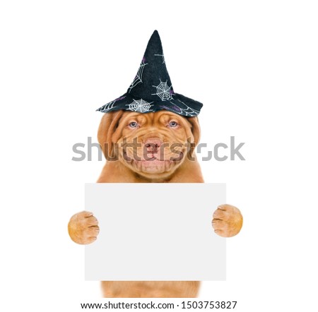 Puppy with hat for halloween holding empty white board. isolated on white background