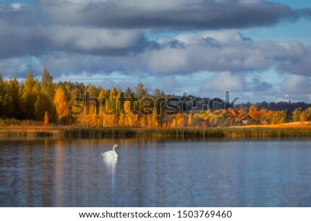Ideal view of the blue lake. White fairy swan in the foreground. Autumn view of the forest, water and a country house. Epic clouds. Color bright picture. Pskov. Izborsk. Pushkin mountains.
